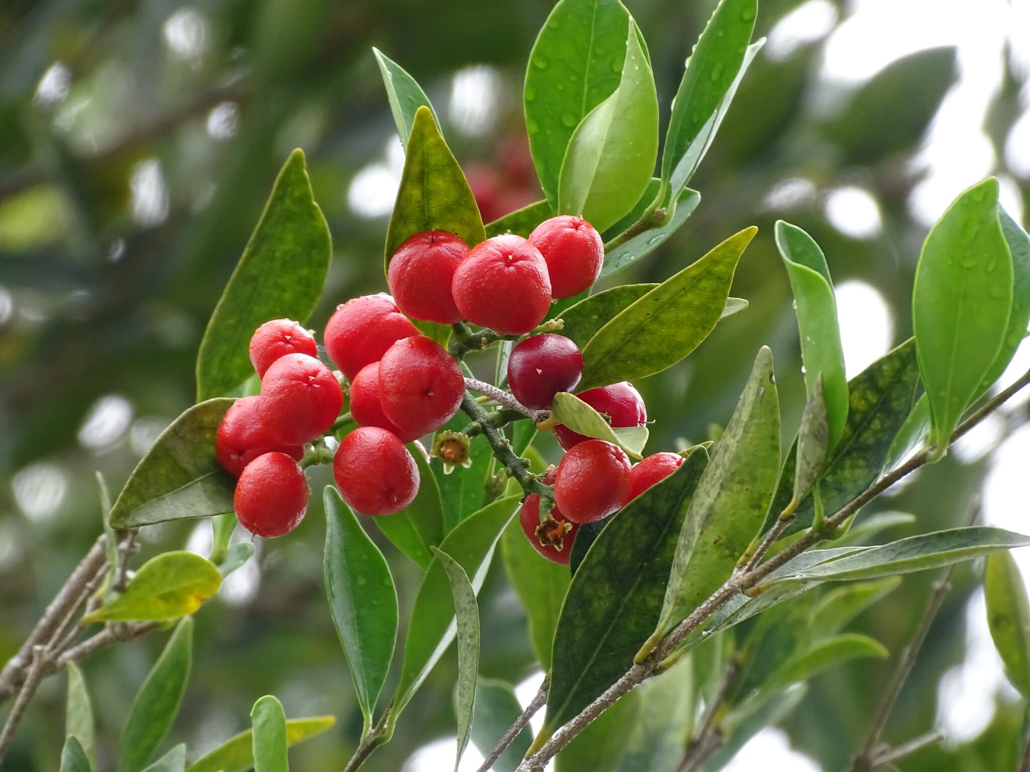 Bunchosia swartziana